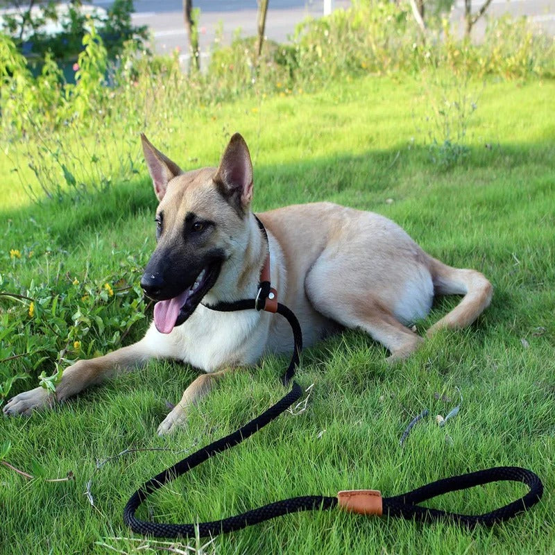 Nylon Dog Collar and Lead Set | Adjustable | Double Stitched | 4 Sizes